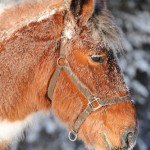 HorseB333x500 Little Big Man