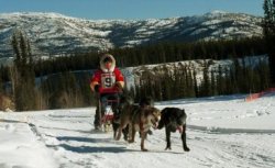 ArcticDogs250x153