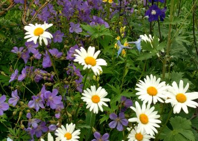 happy daisies, july, hidden valley bed and breakfast, whitehorse, yukon, canada
