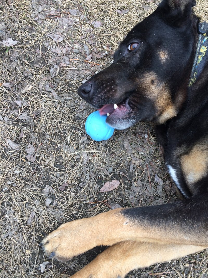 Dog named Cash playing with his ball